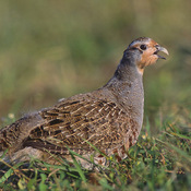 Gray Partridge